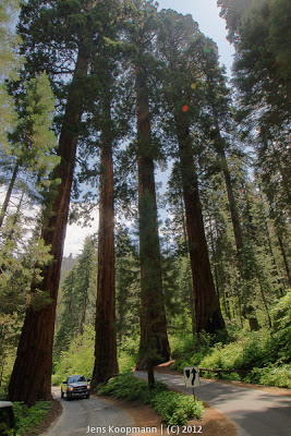 Sequoia_KingsCanyon_20090616-09232.jpg