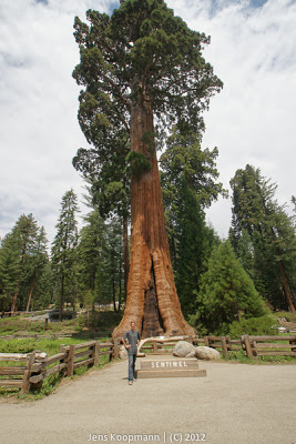 Sequoia_KingsCanyon_20090616-09245.jpg