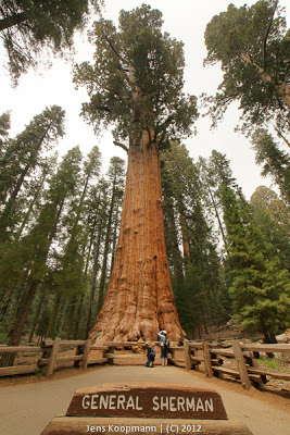 Sequoia_KingsCanyon_20090616-09298.jpg