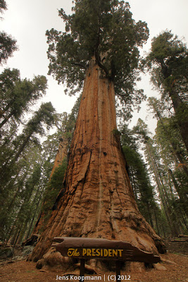 Sequoia_KingsCanyon_20090616-09333.jpg