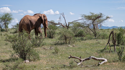 Samburu-1120509.jpg