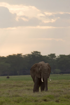 Amboseli-03309.jpg