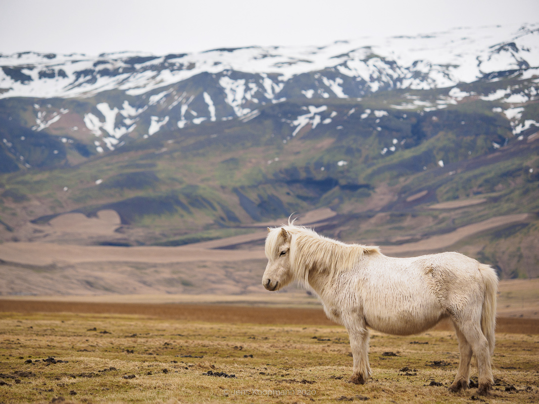 Island 2017 - Islands Pferde